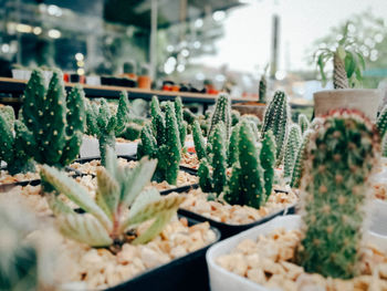 Close-up of vegetables