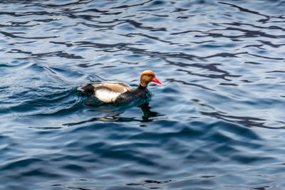 Duck swimming in lake