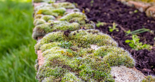 Close-up of dead plant growing on field