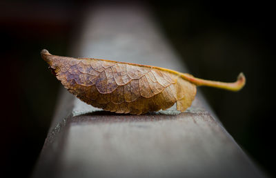 Close-up of dry autumn leaf