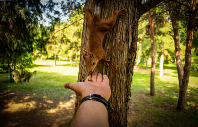 Cropped hand feeding squirrel on tree trunk