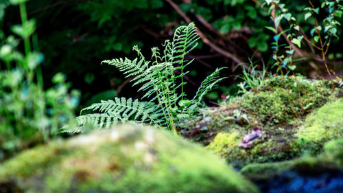 Close-up of fern leaves