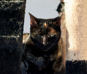 Close-up portrait of a cat