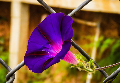 Close-up of purple flowering plant