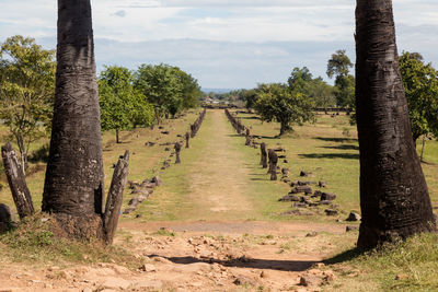 Scenic view of trees on field against sky