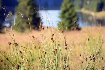 Close-up of stalks in field