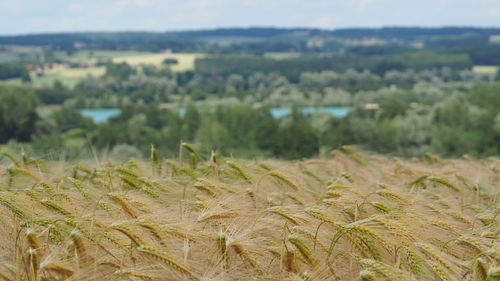 High angle view of stalks in field