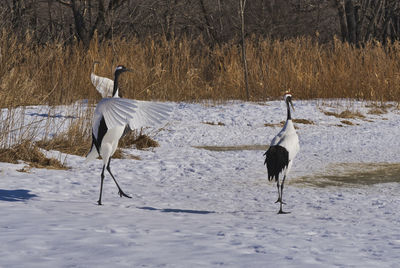 View of birds on snow covered land