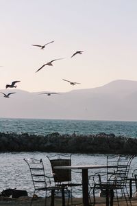 Birds flying over sea against clear sky