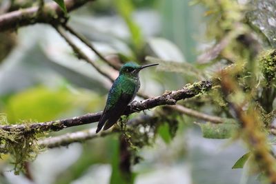 Close-up of bird perching on tree