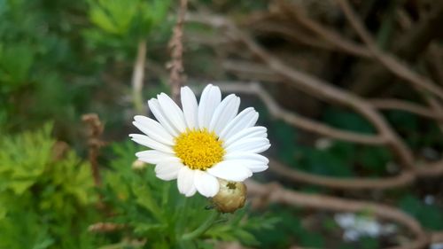 Close-up of white daisy flower