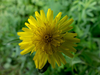 Close-up of yellow flower