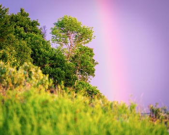 Scenic view of flowering trees on field against sky