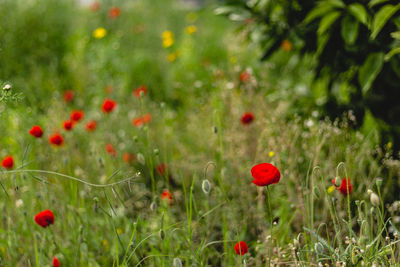 Close-up of red poppy flowers on field