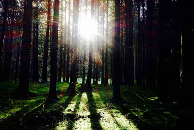 Sun shining through trees in forest