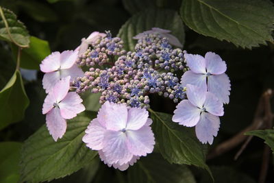 Close-up of purple flowers