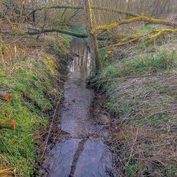 View of trees in forest