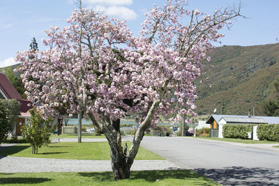 Cherry blossom tree against sky