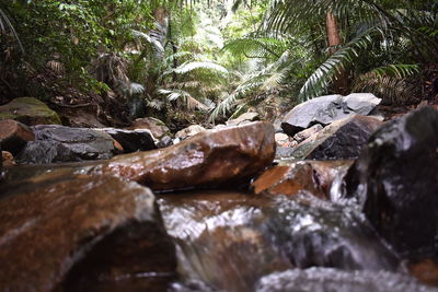 Close-up of water flowing through rocks in forest