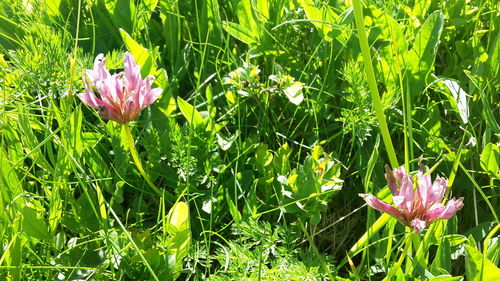 Close-up of purple flowers