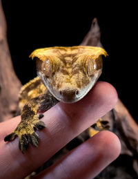 Close-up of lizard