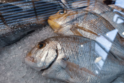 High angle view of fish for sale at market