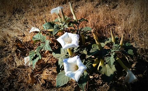 Fresh flowers in field