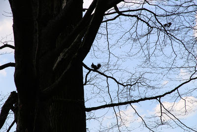 Low angle view of bird perching on bare tree