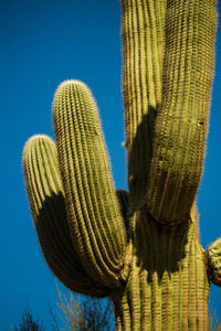 Low angle view of cactus against clear blue sky