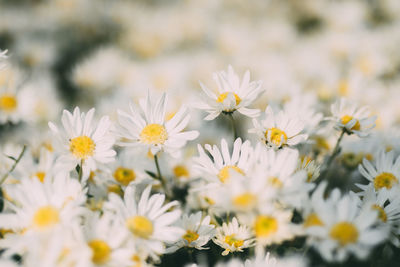 Close-up of white flowers