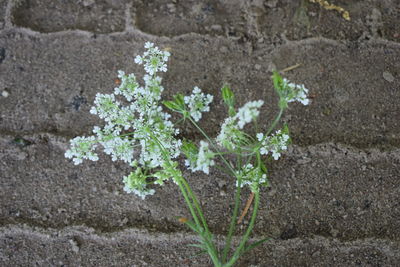 High angle view of small plant growing on land