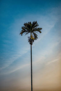 Low angle view of palm tree against sky