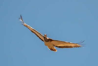 Low angle view of eagle flying in sky