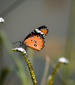 Close-up of butterfly pollinating flower