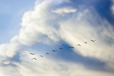 Low angle view of birds flying in sky