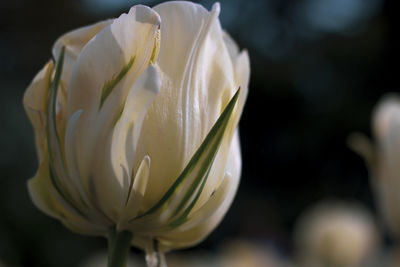 Close-up of white rose flower