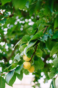 Close-up of fruit growing on tree