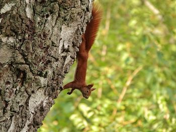 Squirrel on tree trunk
