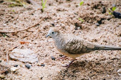 High angle view of bird perching on land