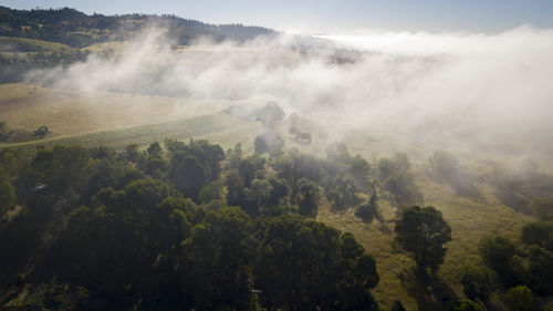 Scenic view of trees on mountain against sky