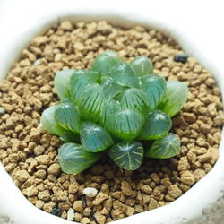 High angle view of succulent plant