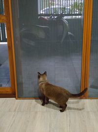 animal