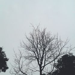 Low angle view of bare trees against clear sky