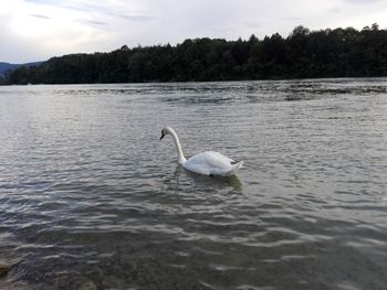 Swan in lake