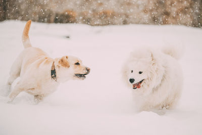 Two dogs on snow covered landscape during winter