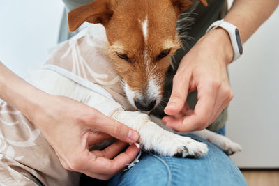 Dog with a bandage on his paw. pet care