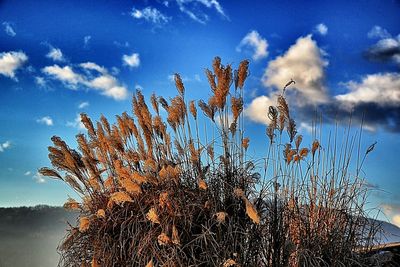 Low angle view of trees against blue sky
