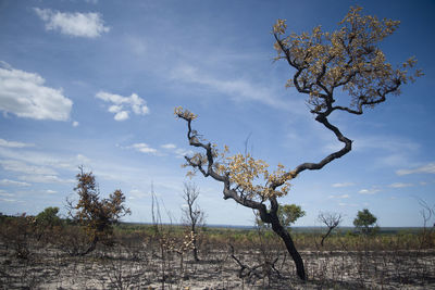 Drought-burnt tree in jalapao national park lands in mateiros, tocantins, brazil.