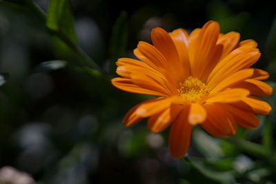 Close-up of yellow flower blooming outdoors
