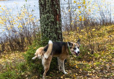 Portrait of dog standing in forest